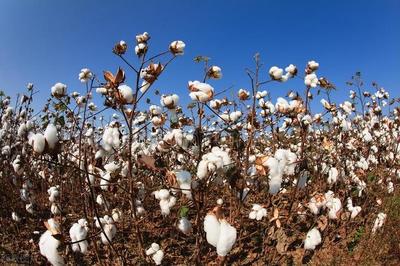 棉花抛储继续,进口棉花价格小幅上涨,8月份趋势分析及注意事项